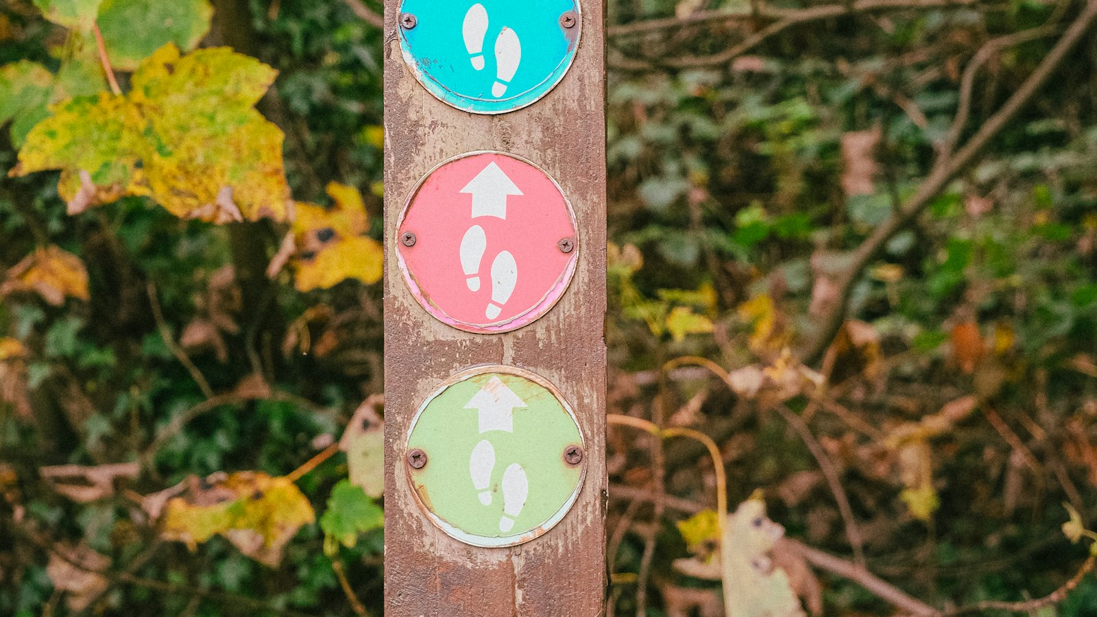 A wooden post with three colored round trail markers among autumn leaves